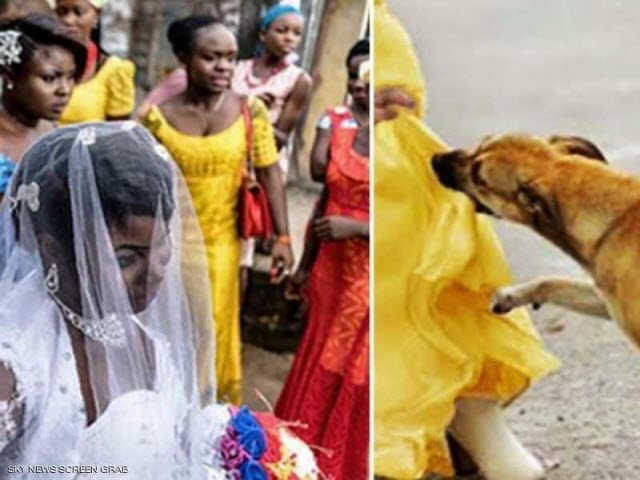 قصة «كلب بطل» أنقذ العشرات من «انتحارية الزفاف»